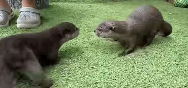 Have You Seen This? Lola meets Lyla