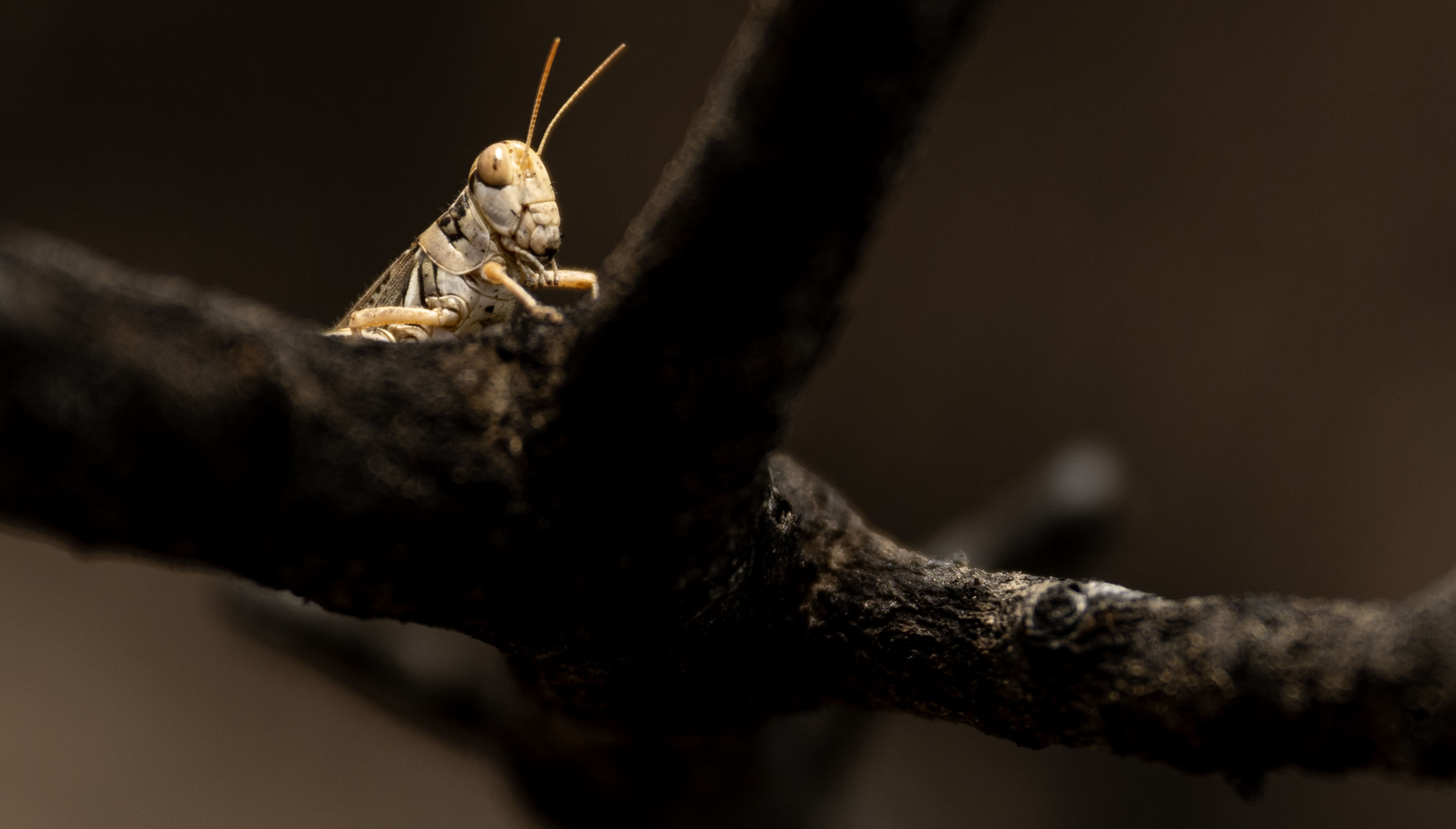 Grasshopper populations low in Utah, but homeowners should stay prepared