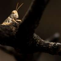 Grasshopper populations low in Utah, but homeowners should stay prepared