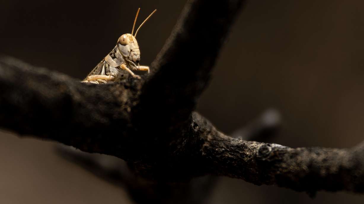 A grasshopper sits on a branch in the backyard of a home in Washington Terrace on Tuesday, July 28, 2026.