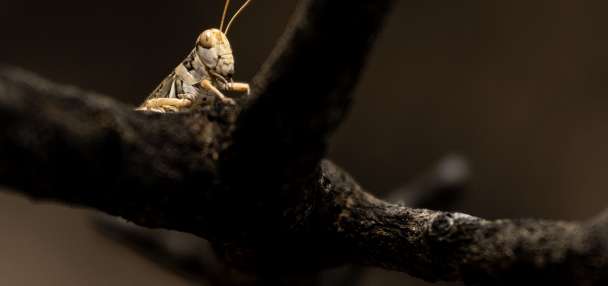 Grasshopper populations low in Utah, but homeowners should stay prepared