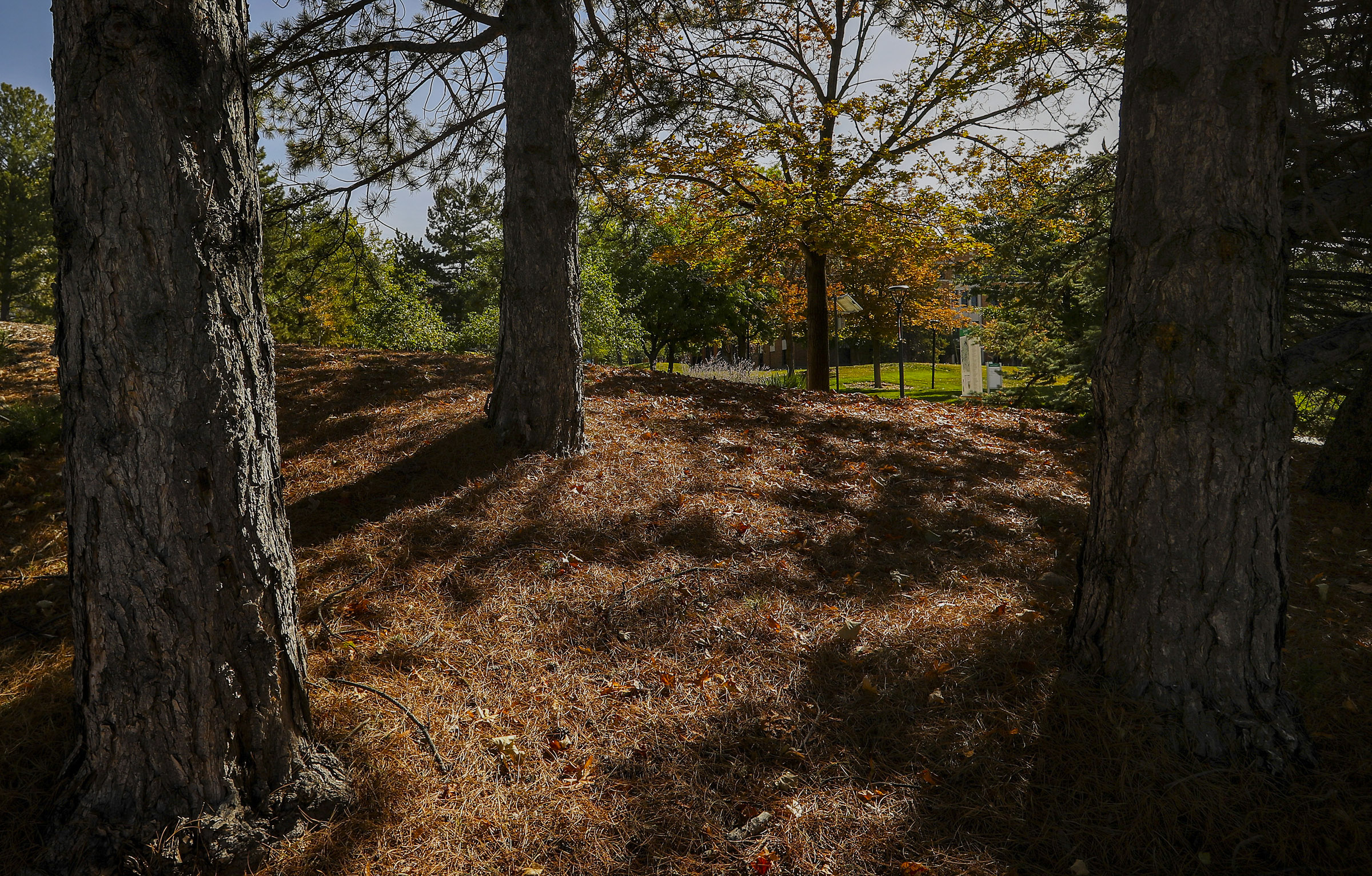 Is summer heat hurting your trees? The fix may be less water, not more