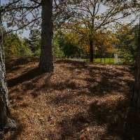Is summer heat hurting your trees? The fix may be less water, not more