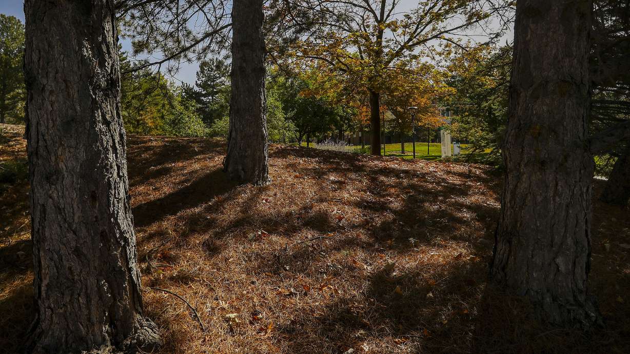 Trees are pictured on North Campus Drive on the University of Utah campus in Salt Lake City on Monday, Sept. 28, 2020. Following a particularly hot and dry season, some trees may need some TLC ahead of the official start of fall.