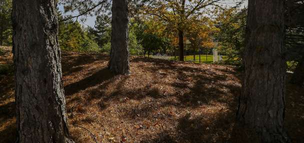 Is summer heat hurting your trees? The fix may be less water, not more