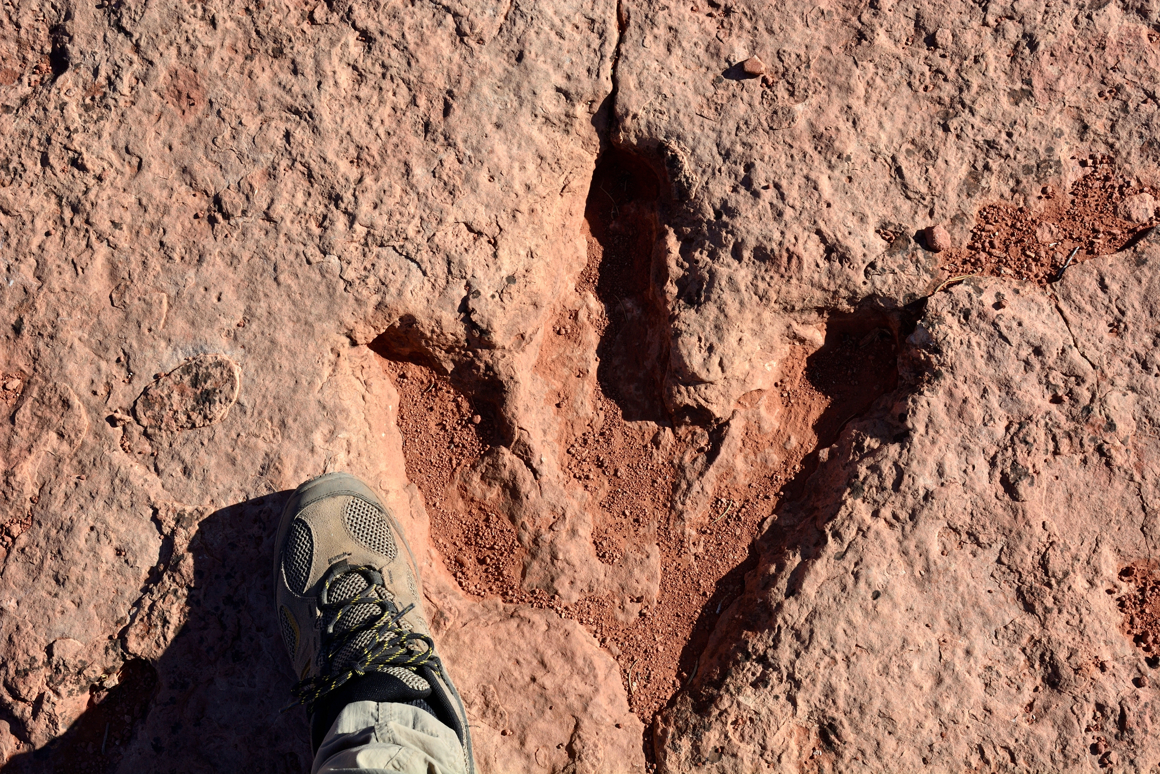 Flag Point Dinosaur Track Site, Utah.
