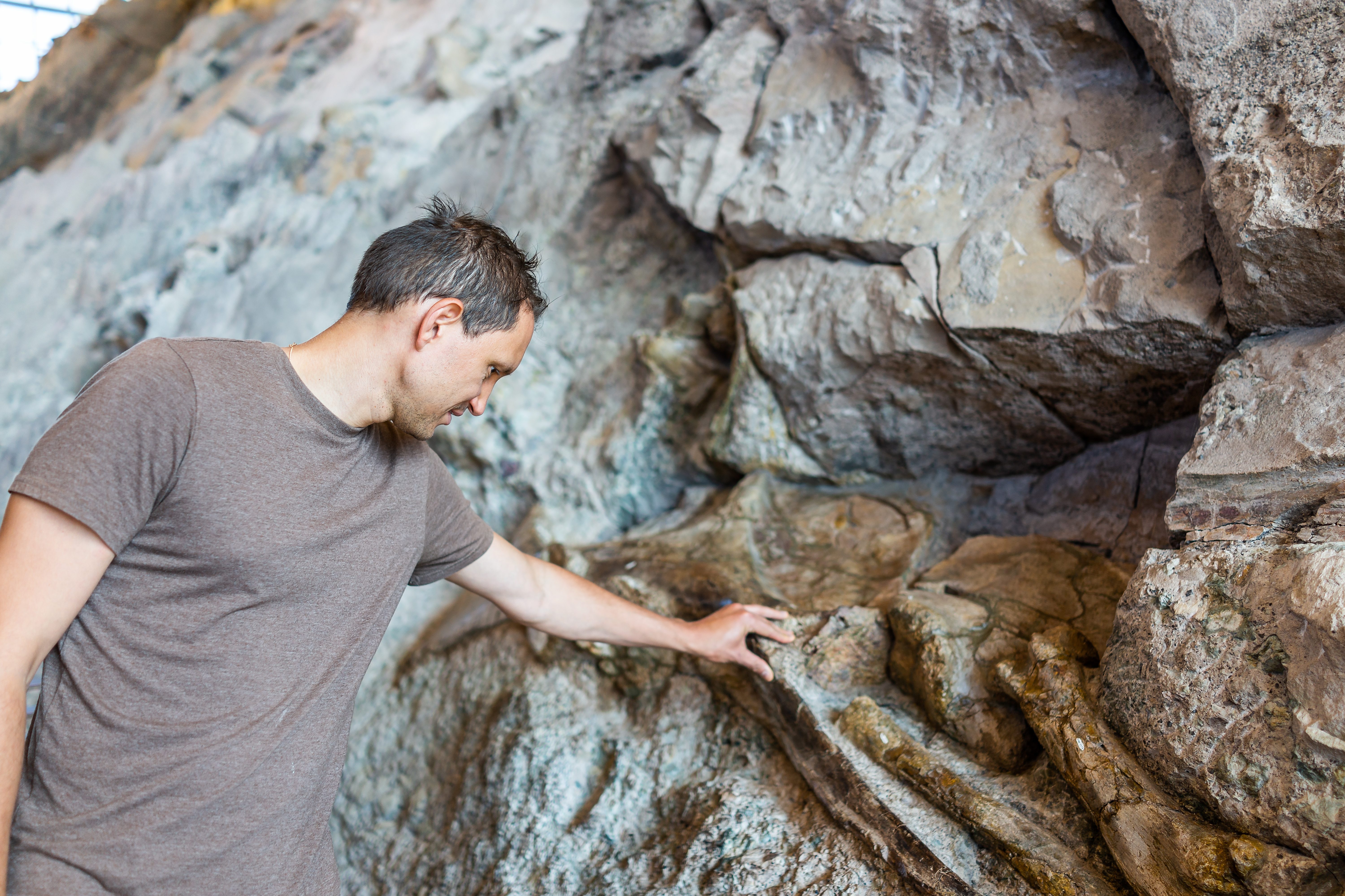 Man touching bones in Quarry visitor center exhibit hall in Dinosaur National Monument Park of fossils on wall in Utah.