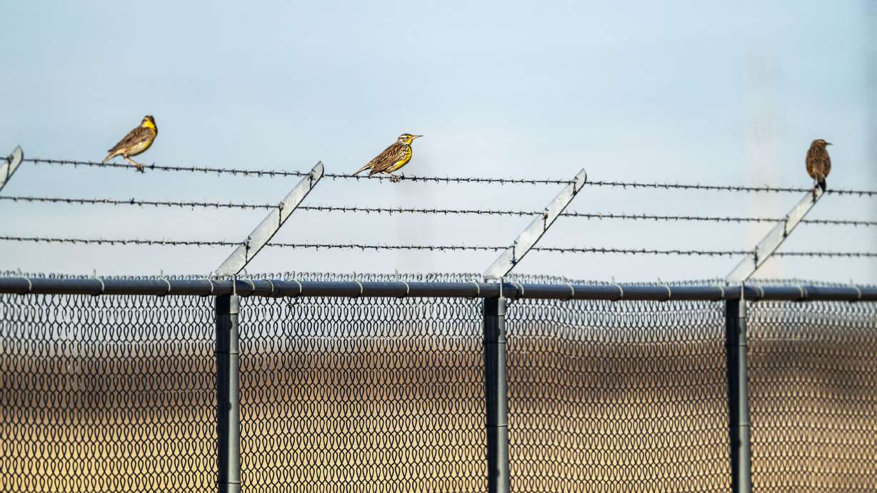Three Meadowlarks sit on a fence in an area near one of the runways at the Salt Lake City International Airport on Dec. 31, 2024. The airport’s wildlife mitigation team is working hard to minimize strikes.