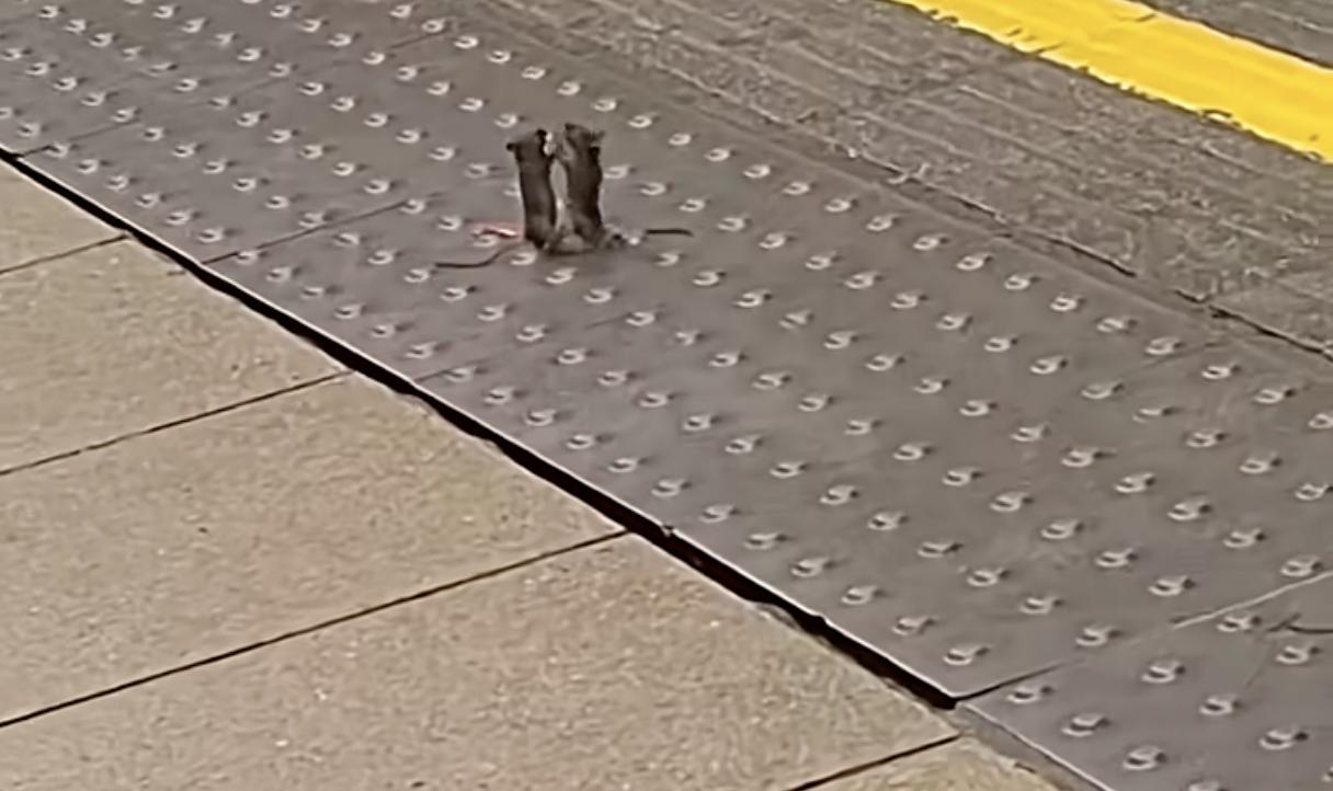 Have You Seen This? Mice caught fistfighting in London Tube station 