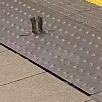 Have You Seen This? Mice caught fistfighting in London Tube station