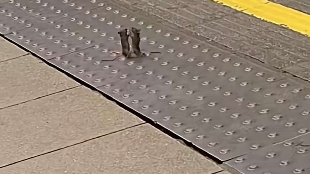 Two mice put on a spontaneous show for train commuters at the Oxford Circus London Underground station, chasing each other around before standing up on their back legs and squaring up as if they were about to throw a punch.
