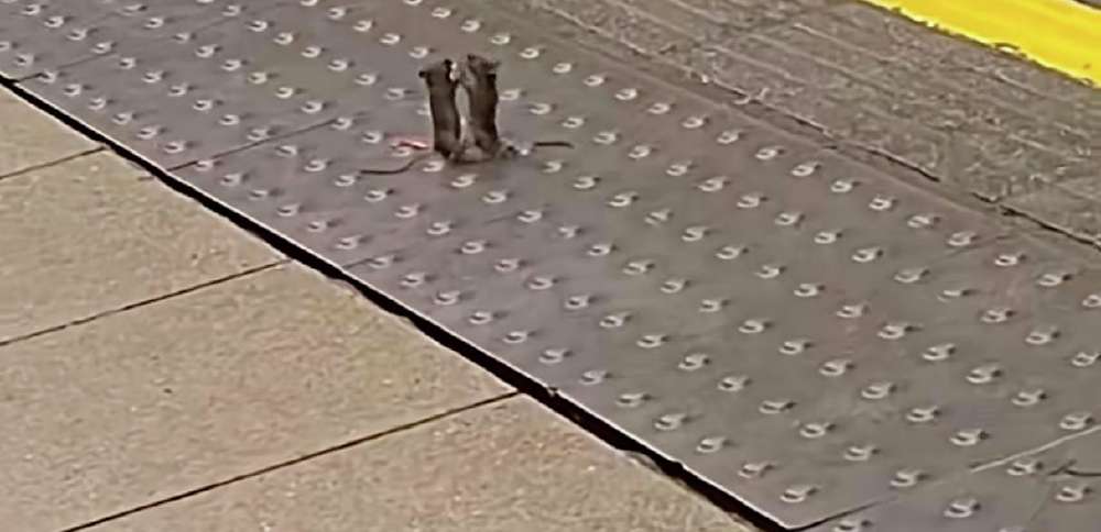 Have You Seen This? Mice caught fistfighting in London Tube station