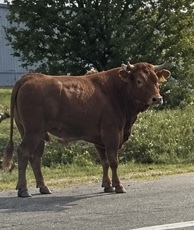 A bull had to be killed after it and a cow escaped from the back of a livestock trailer, running loose along US-131 in Byron Township, Michigan.