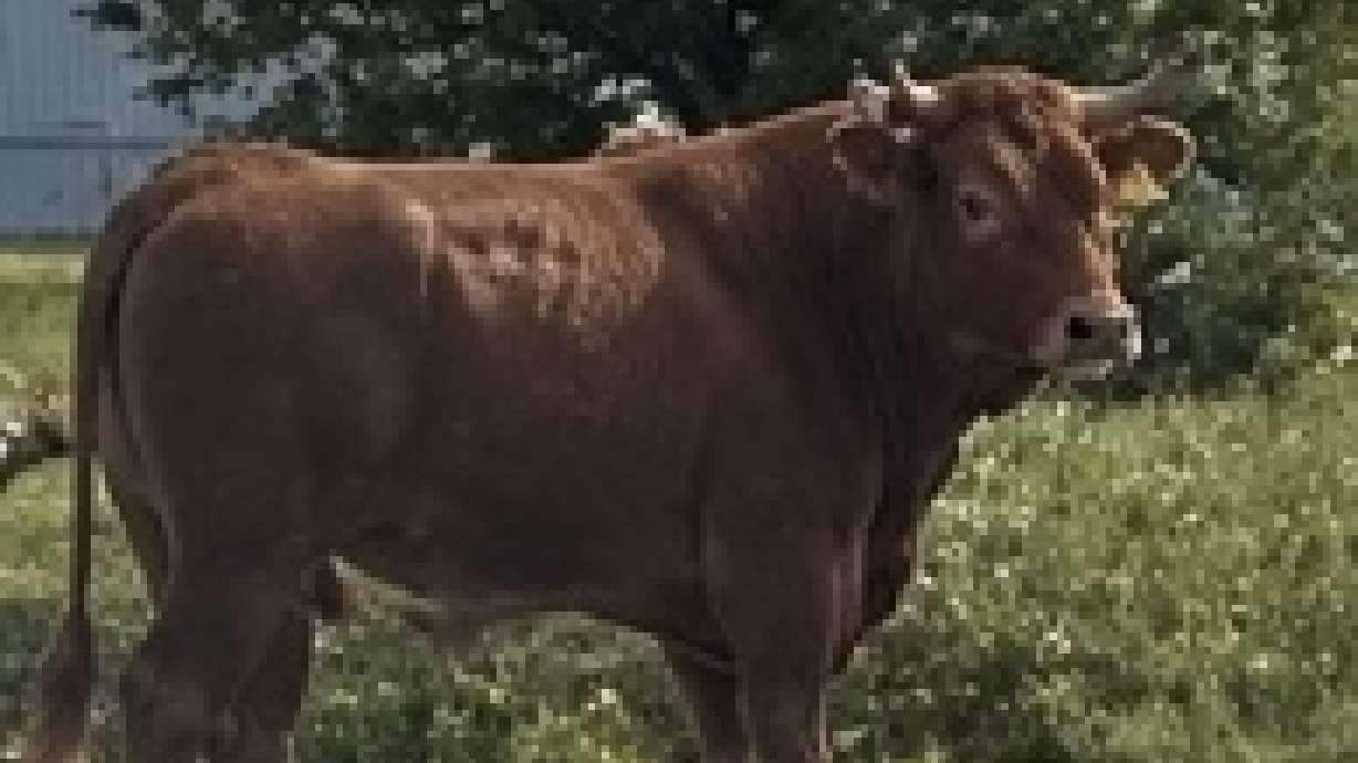 A bull had to be killed after it and a cow escaped from the back of a livestock trailer, running loose along US-131 in Byron Township, Michigan.
