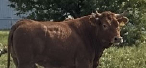 Bull killed after running loose with cow on Michigan highway