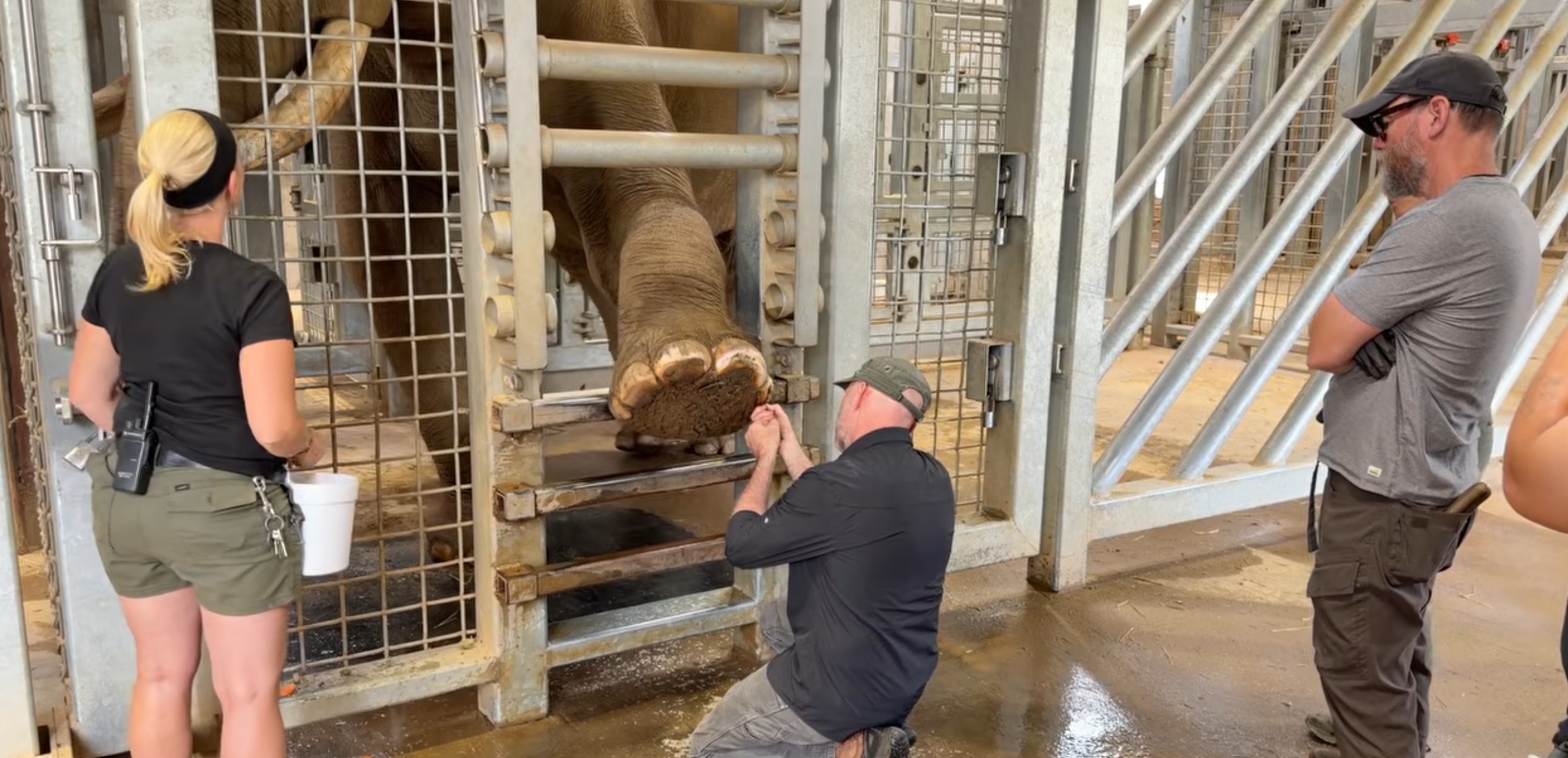Have You Seen This? Elephant gets daily pedicures