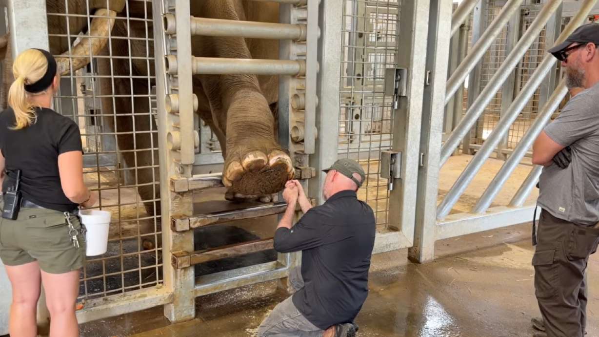 Sabu lifts his foot for his daily pedicure in this undated screengrab. This elephant has a foot-care routine fit for royalty.