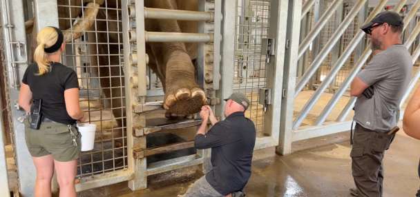 Have You Seen This? Elephant gets daily pedicures