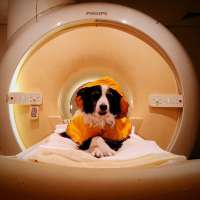 Dogs know if we're happy, sad or scared just from our expressions, study suggests