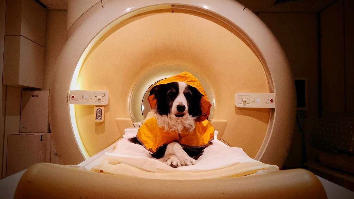 Trained pet dogs remained awake during fMRI scans as researchers measured their brain activity while they viewed images of human faces expressing happiness, anger, fear and sadness.