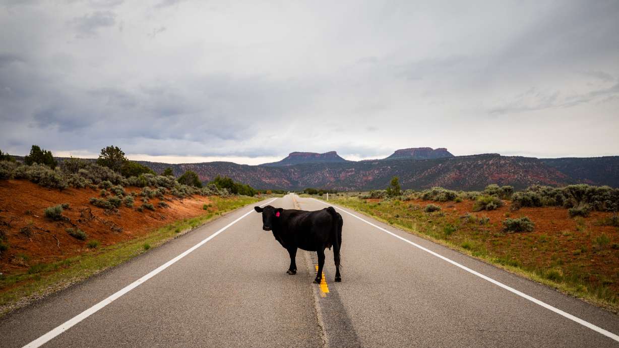 The Bears Ears buttes, seen in the background, tower over a cow crossing the road at Bears Ears National Monument on June 3, 2025. Groups are attempting to stop the shrinking of Bears Ears, which was ordered by President Donald Trump.