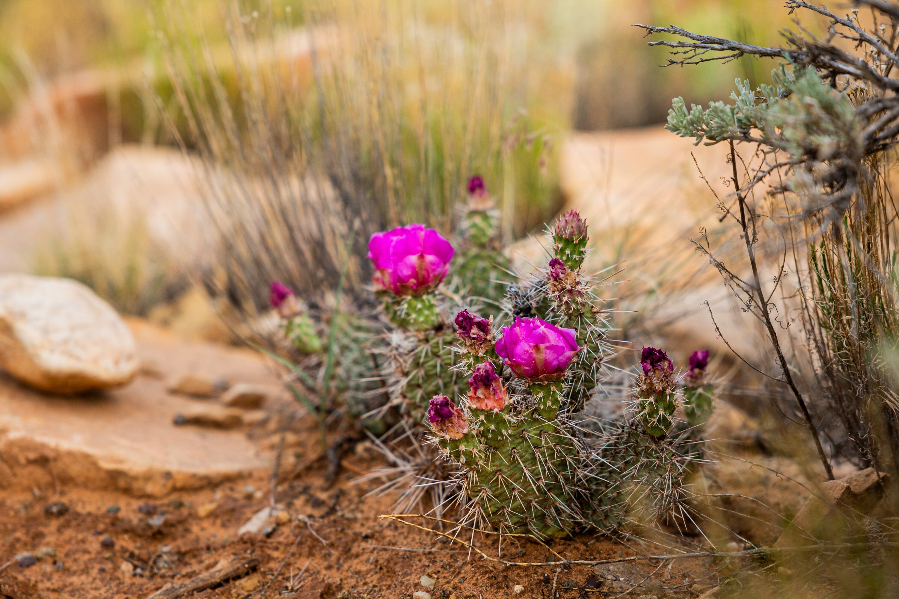 Cactus flowers appear near the Butler Wash Ruins, a cliff dwelling that was built and occupied by the ancestral Puebloans in about 1200 A.D., at Bears Ears National Monument on June 4, 2025. The Antiquities Act has been the sticking point in the monument's downsizing.