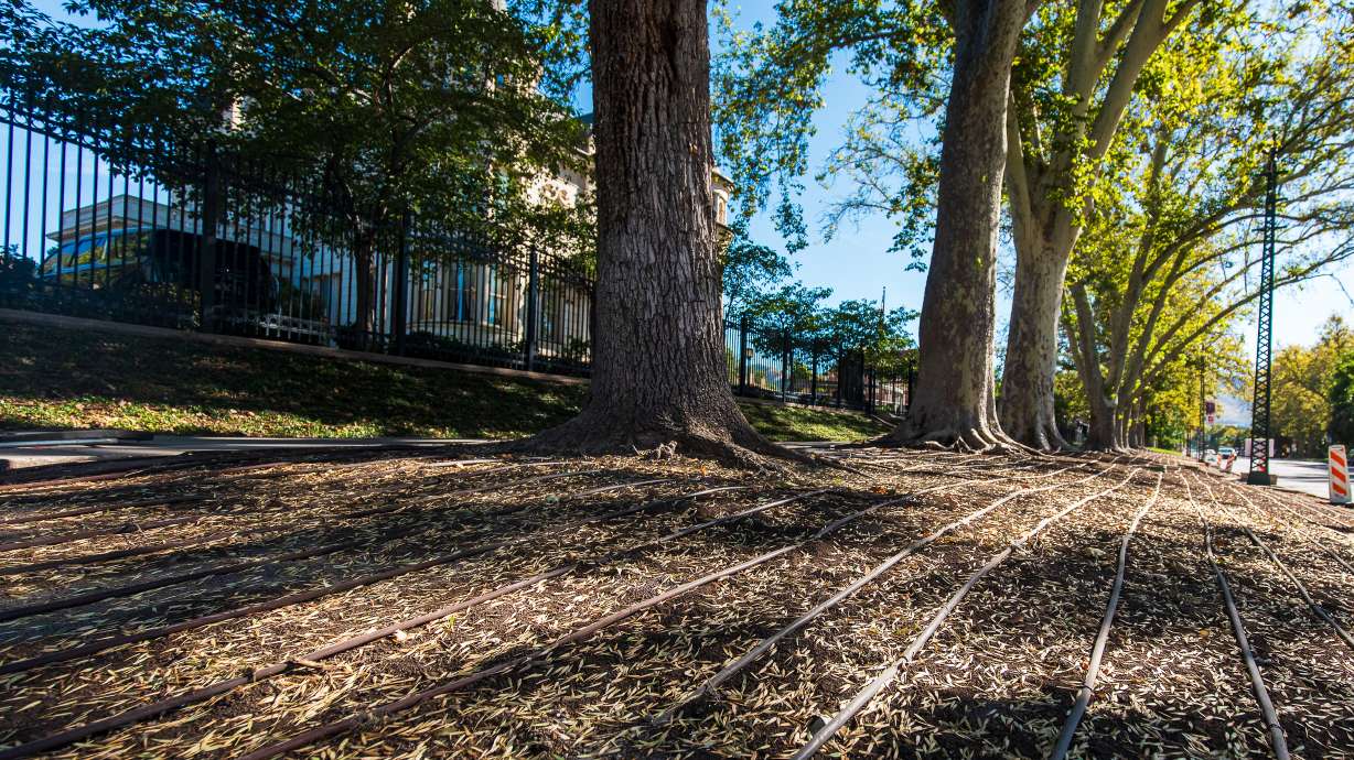 Drip irrigation is installed on the park strip outside of the Utah Governor's Mansion on Thursday. Volunteers will plant more than 1,800 native plants on Friday.
