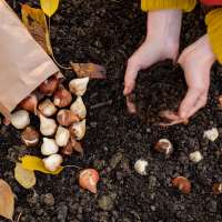 If you've never grown vegetables before, you should start with garlic. Here's how...