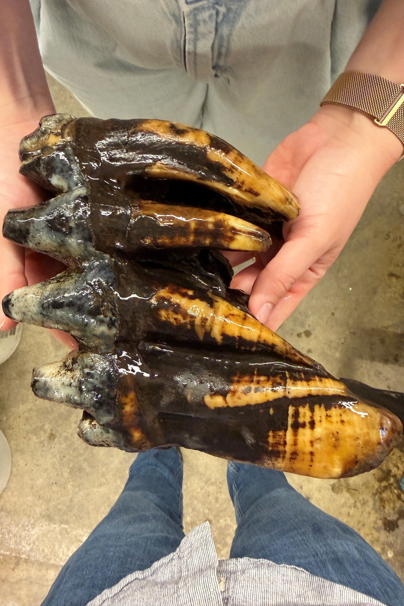 This photo provided by Midpeninsula Regional Open Space District shows the fossilized tooth of a Pacific mastodon, June 10, 2026, at their headquarters in Los Altos, California.