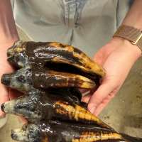Well-preserved tooth from Pacific mastodon found in a creek in San Francisco Bay Area