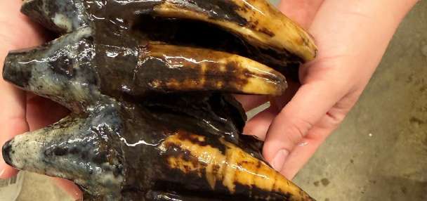 Well-preserved tooth from Pacific mastodon found in a creek in San Francisco Bay Area
