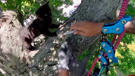 Have You Seen This? Ohio man climbs high up trees, rescues cats