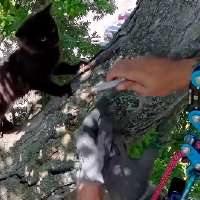 Have You Seen This? Ohio man climbs high up trees, rescues cats