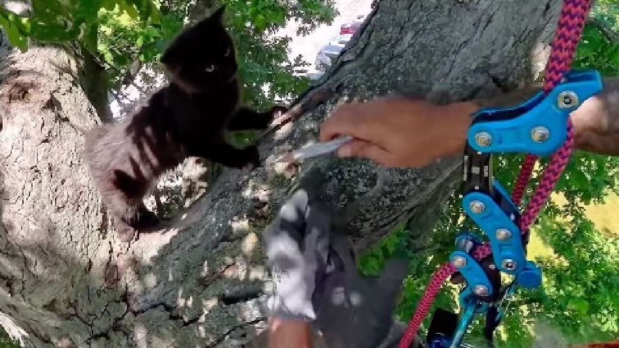 Duane Hook of Ohio has parlayed his love of climbing trees into an informal cat-rescue operation for felines that clamber up trees but can't quite get back down. He's pictured here rescuing Pepper, stuck in a tree in Marion, Ohio.
