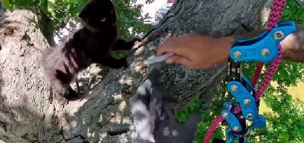 Have You Seen This? Ohio man climbs high up trees, rescues cats