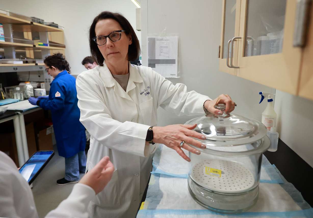 Donna Cross, University of Utah Neuroimaging and Biotechnology Laboratory director and research associate professor, helps set up an experiment in the Sorenson Molecular Biotech Building at the University of Utah in Salt Lake City on Aug. 19. The experiment was postponed due to a shipment delay of radioactive material required for the experiment.