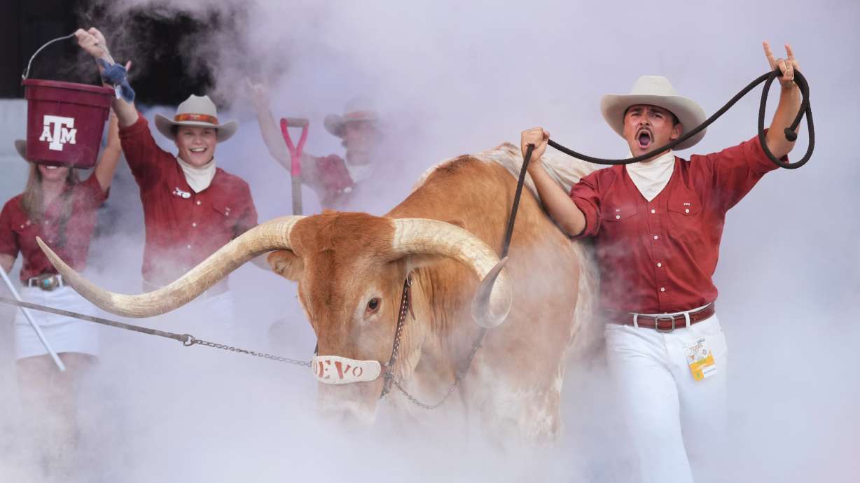Texas mascot BEVO is lead on to the field before an NCAA college football game between Texas and Ohio State in Austin, Texas, Saturday, Sept. 12, 2026.