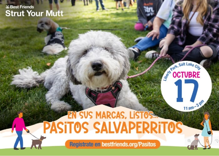 Strut Your Mutt