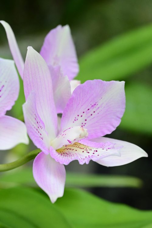 Fall Orchid Show 2026