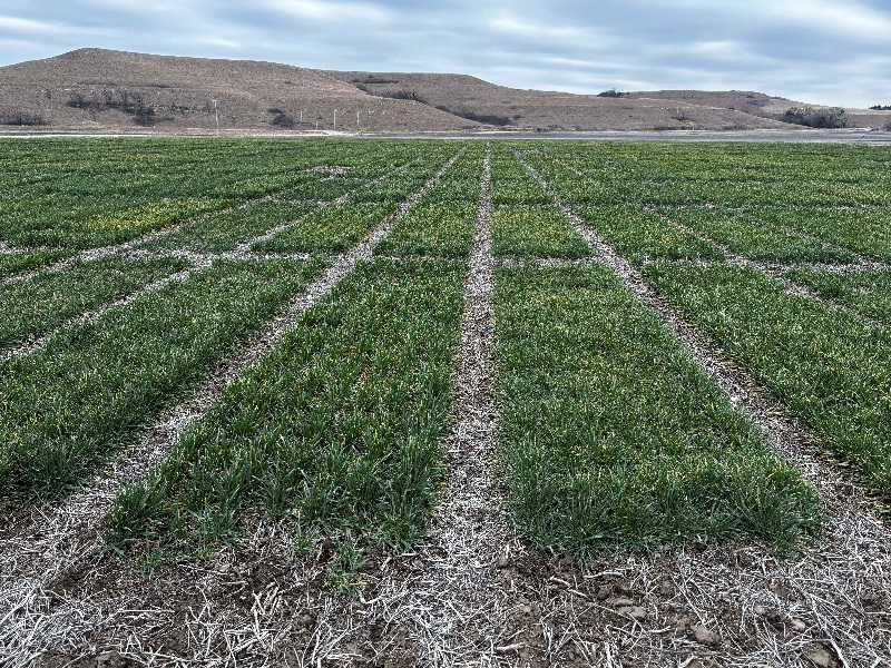 Syngenta files for Hong Kong IPO that could raise $5 billion, Bloomberg News reports