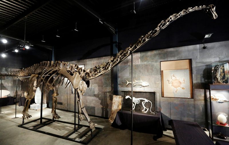 Spanish scientists find first evidence of Diplodocus dinosaur in Europe