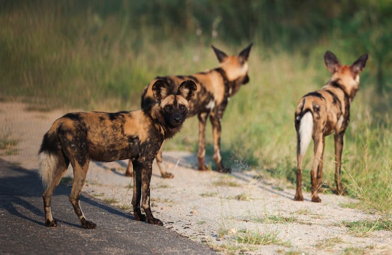 FILE PHOTO: Wild dogs are seen at the iconic Kruger National Park, in Skukuza, Mpumalanga Province, South Africa, February 10, 2022.
