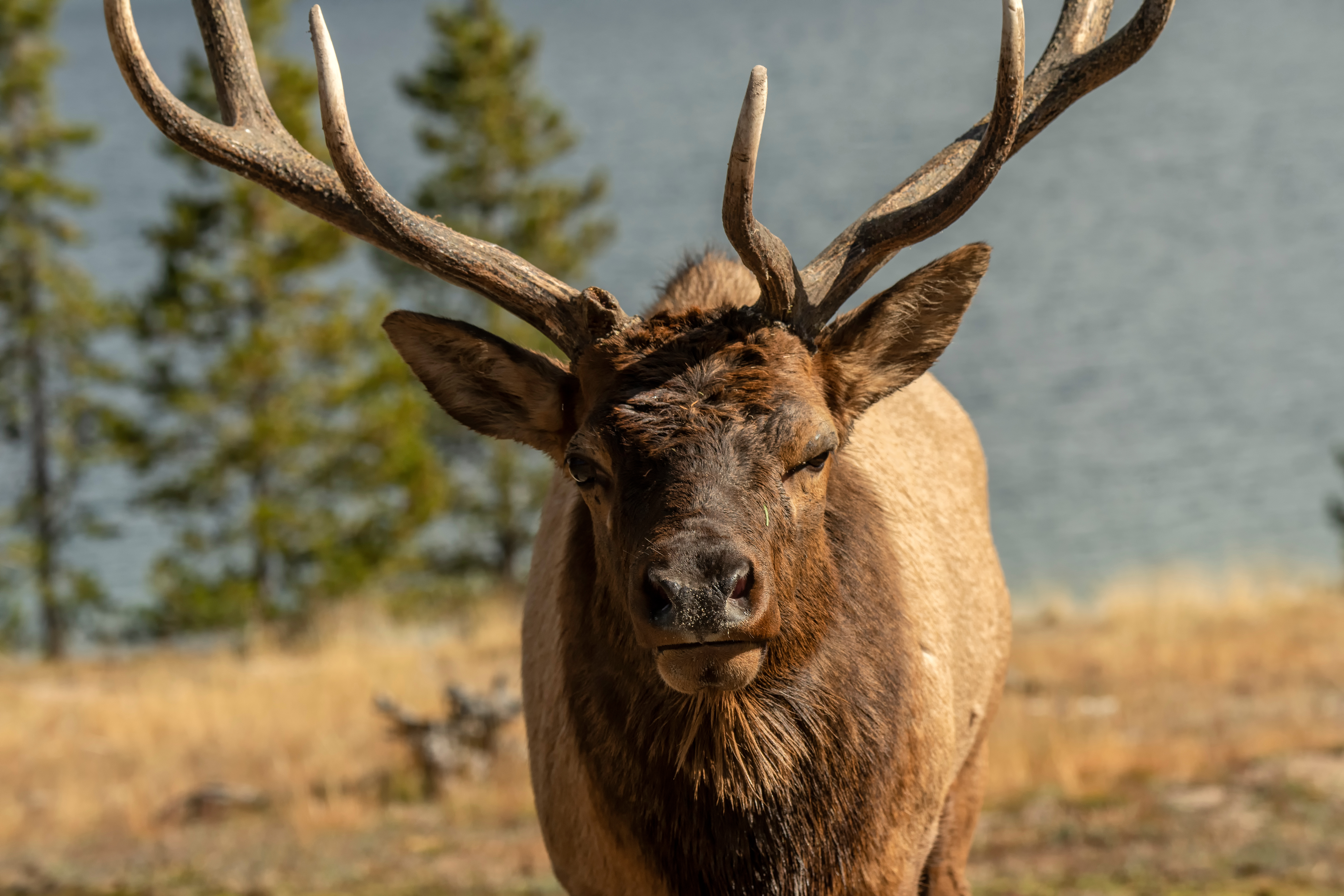 Idaho Fish and Game seeks tips after bull elk illegally killed and left to waste