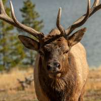 Idaho Fish and Game seeks tips after bull elk illegally killed and left to waste