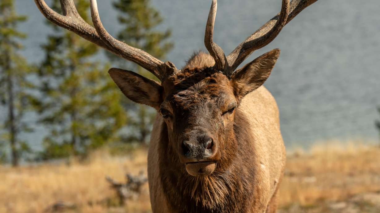 Idaho Fish and Game is seeking information regarding the illegal killing and waste of a bull elk in southeast Idaho.