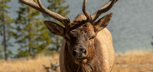Idaho Fish and Game seeks tips after bull elk illegally killed and left to waste