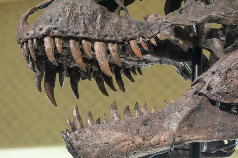 Tooth study shows T. rex was warmblooded, with human-like temperature