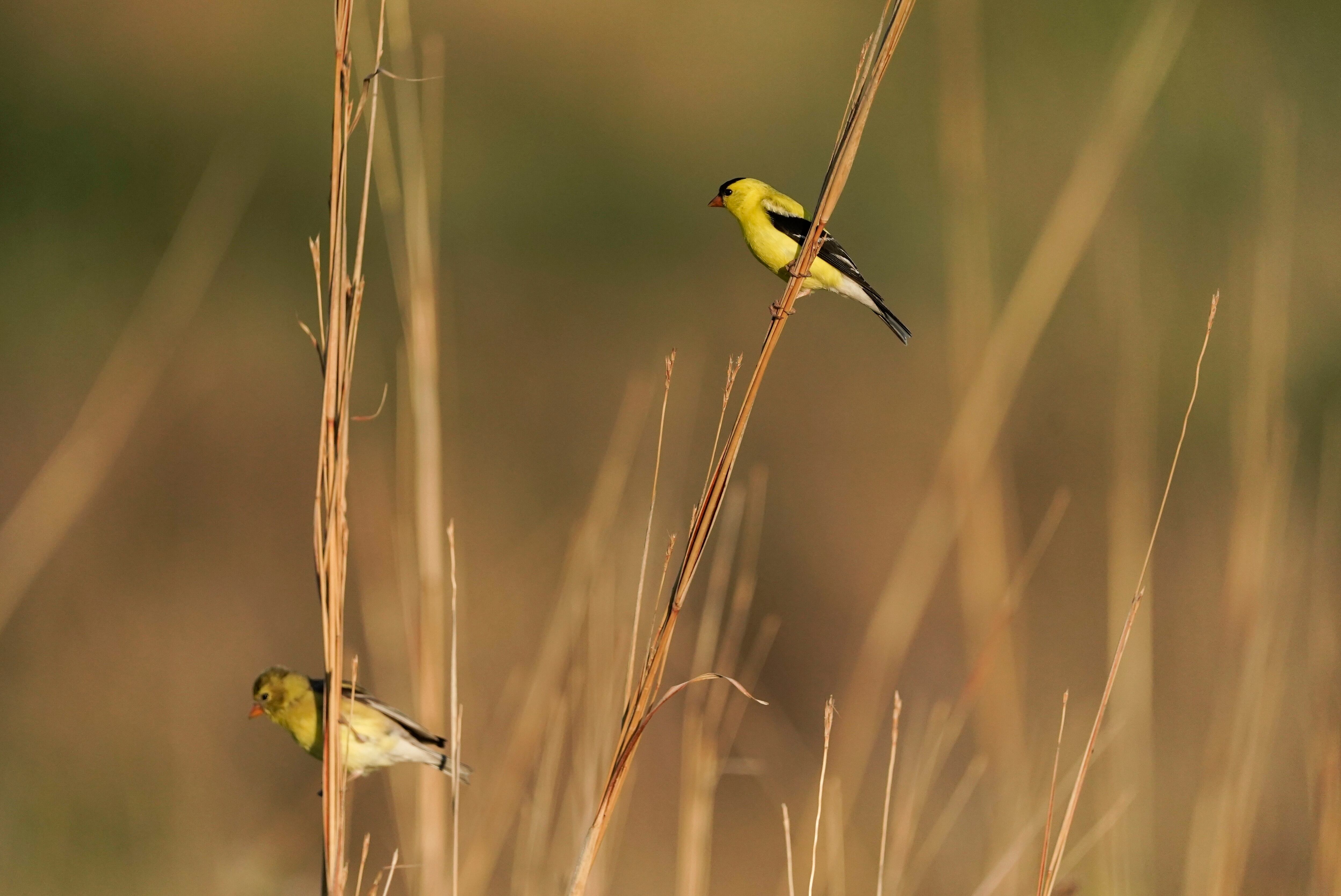 20 states and DC sue Trump over change to endangered species protections