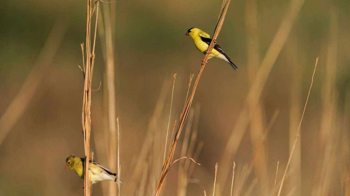 A female and male American Goldfinch perch on stalks of tall grass, June 20, 2023, in Denton, Neb. The Trump administration's changes to what it means to "harm" endangered species and its habitats has led to a lawsuit from 20 states and Washington, D.C.