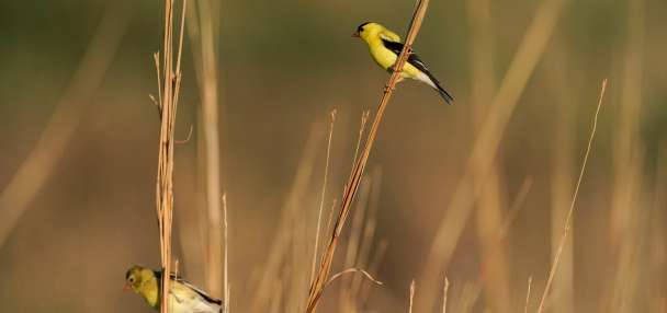 20 states and DC sue Trump over change to endangered species protections
